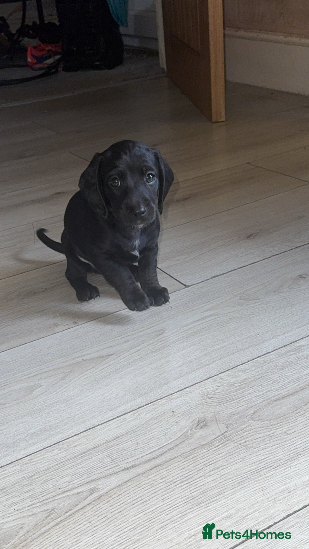 Mixed Breed dogs for sale: Doxiepoos - Image 11