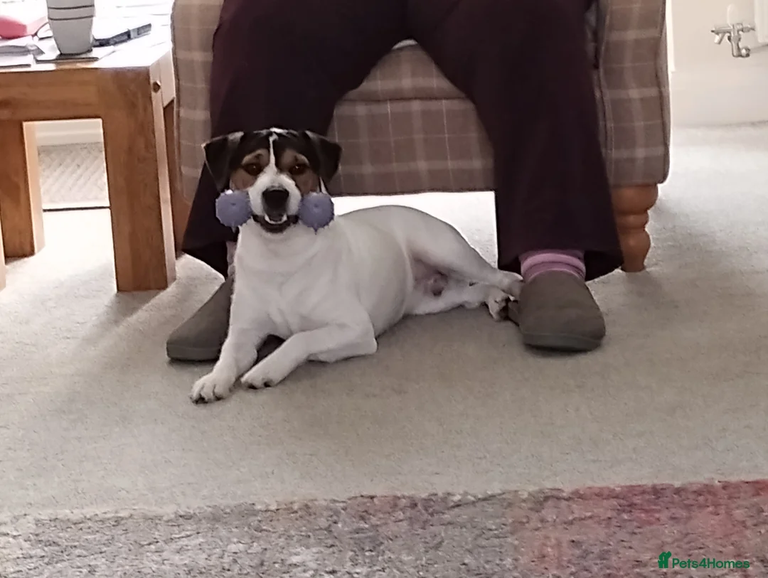 Mixed Breed dogs for sale: Parson Jack Russell Hybrid  - Advert 6