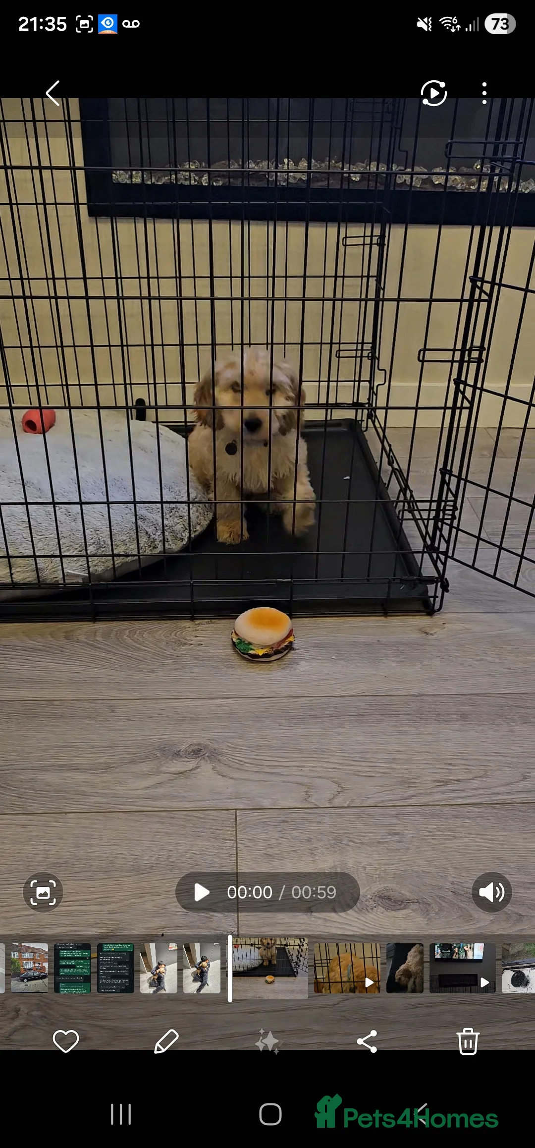 Cockapoo dogs for sale: Beautiful little cockapoo Boy in Walsall - Advert 1