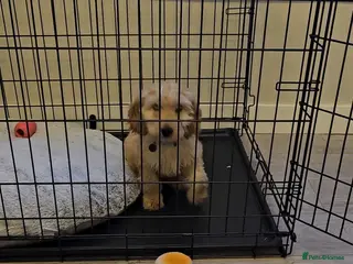 Cockapoo dogs Beautiful little cockapoo Boy - Advert 3