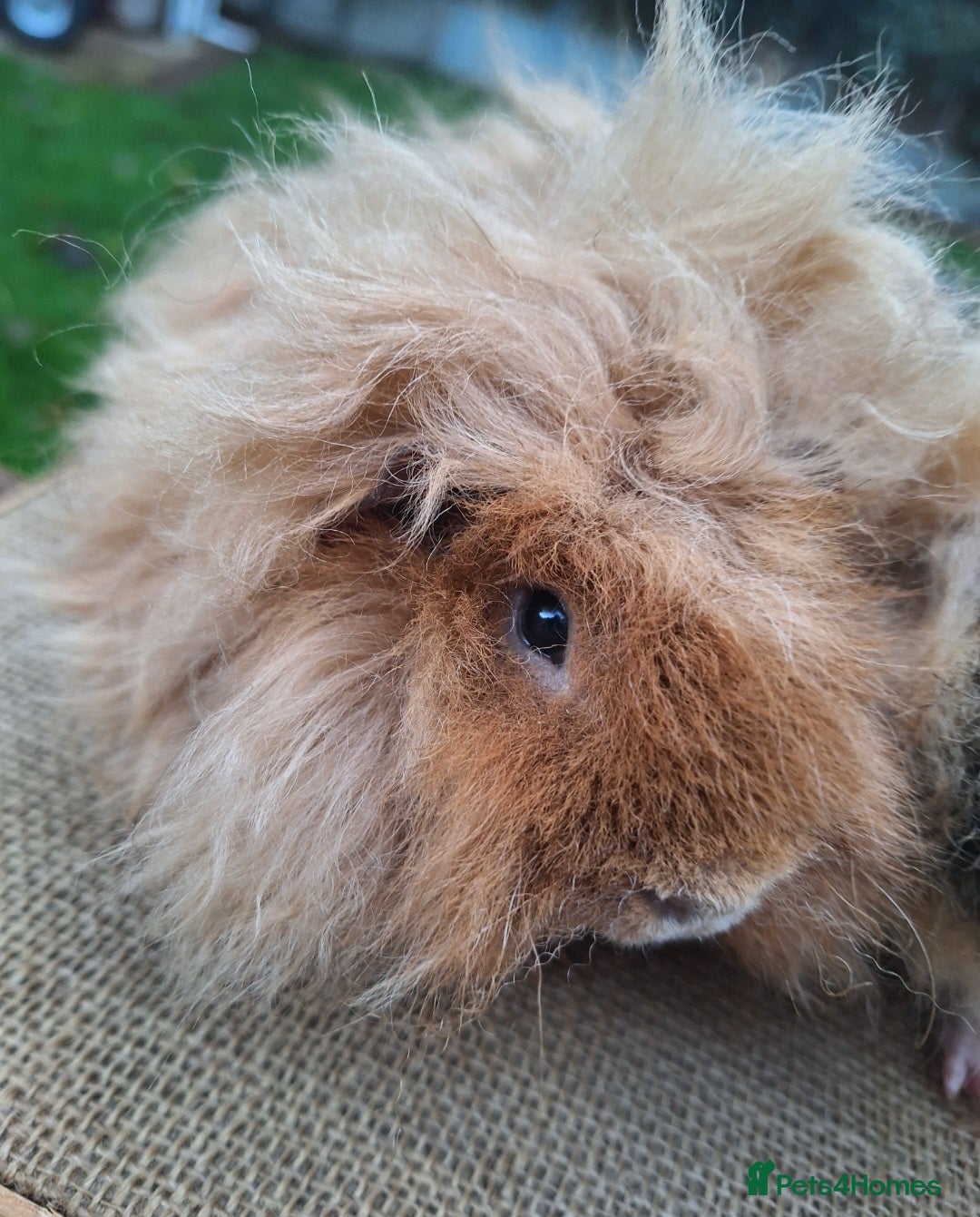 Guinea Pig rodents for sale: 2 super friendly male guinea pigs  - Image 7
