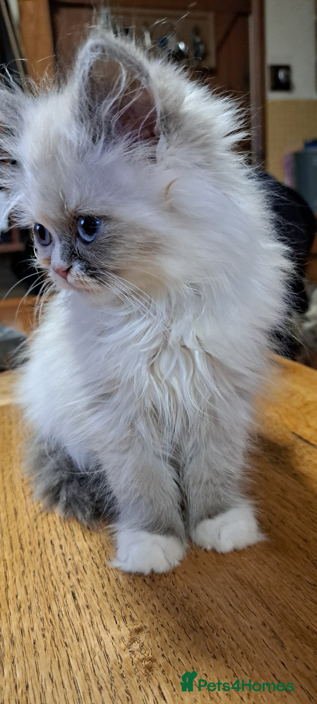 Ragdoll cats for sale: 2 ragdoll cross persian kittens - Advert 10