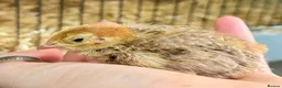 Quail poultry for sale: Coturnix Quail Chicks - Advert 2