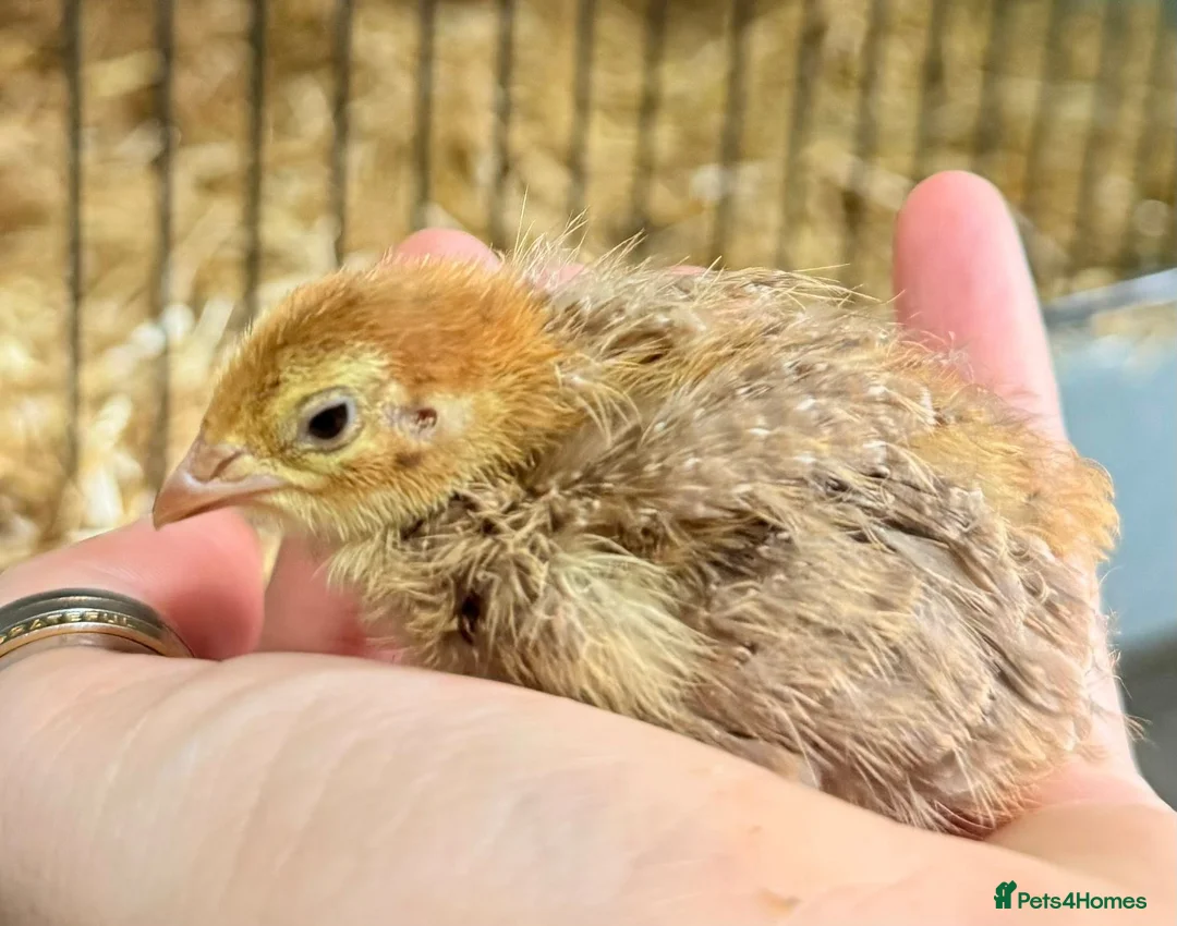 Quail poultry for sale: Coturnix Quail Chicks - Advert 2