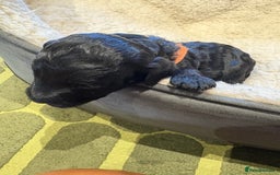 Cockapoo dogs for sale: ✨6 cockapoo puppies looking for forever home ✨ - Image 10