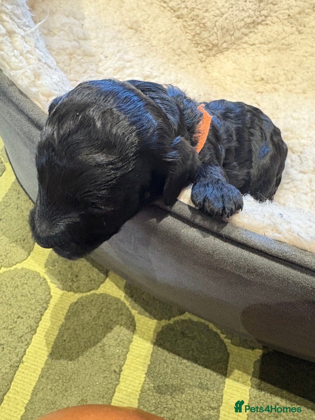 Cockapoo dogs for sale: ✨6 cockapoo puppies looking for forever home ✨ - Image 10