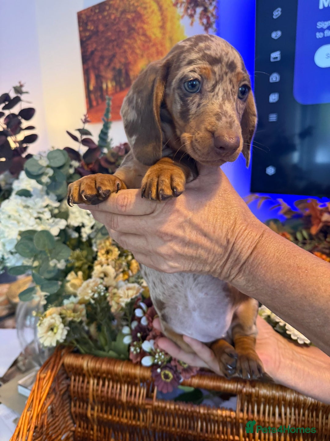 Dachshund dogs for sale: dachshund puppies  - Image 4