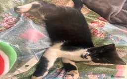 British Shorthair cats for sale: Adorable Male Black and White Kitten - Image 17
