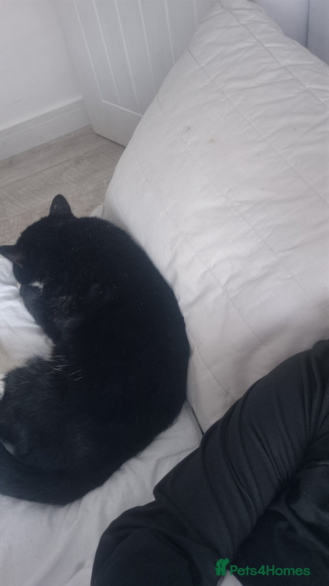 British Shorthair cats for sale: Jake & jess - Advert 3