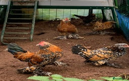 Chickens poultry for sale: Pavlovskya, Barbu D'Uccle and Nankin Chicks - Image 3