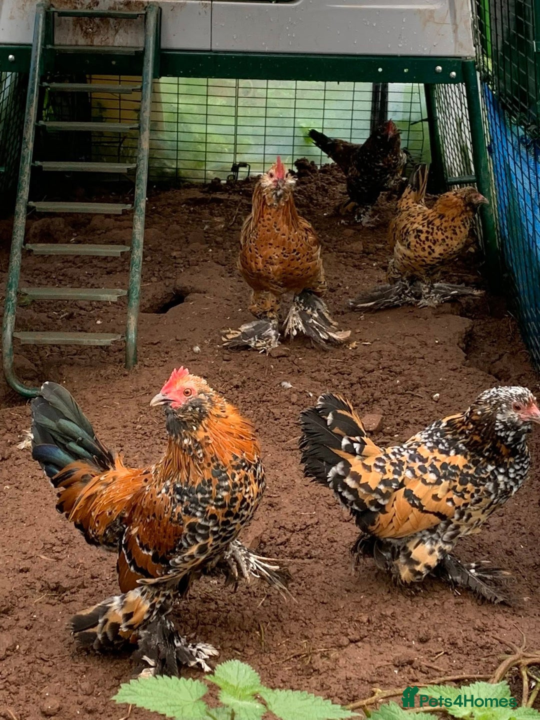 Chickens poultry for sale: Pavlovskya, Barbu D'Uccle and Nankin Chicks - Image 3