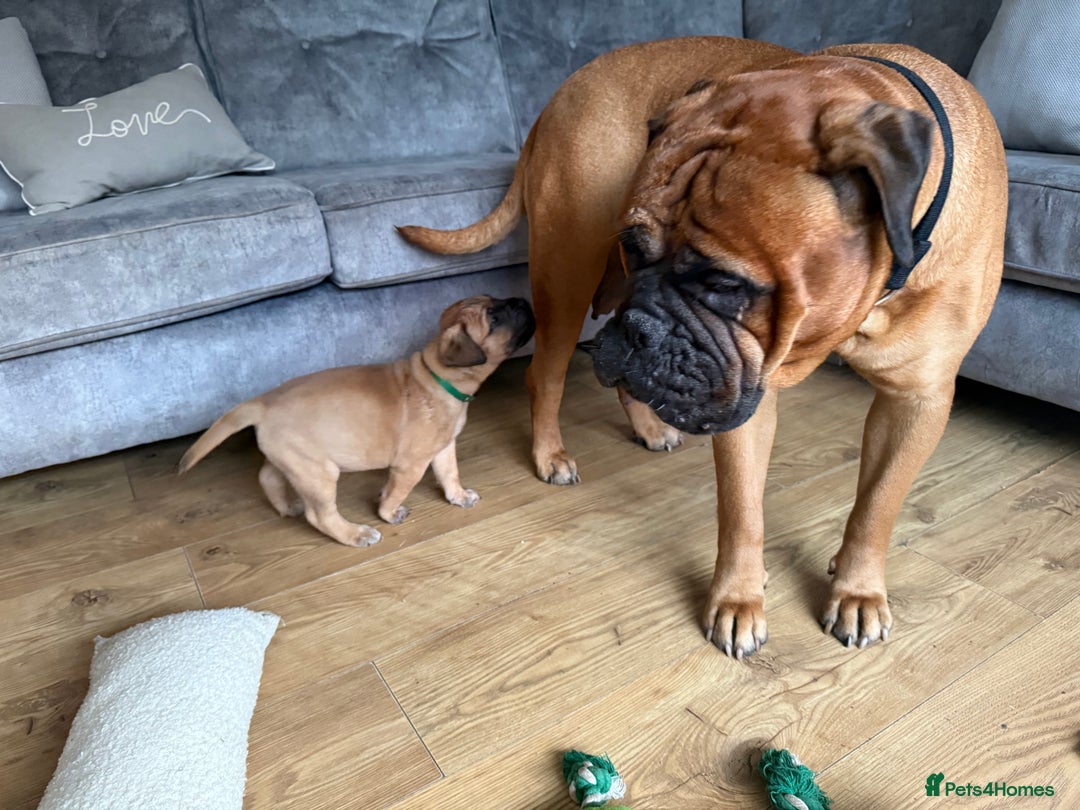 Bullmastiff dogs for sale: Bullmastiff puppies - Image 5