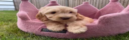 Cockapoo dogs for sale: Stunning F1 Cockapoos looking for 5⭐️ homes!  - Advert 15
