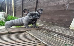 French Bulldog dogs for sale: French bulldog puppies, 4 girls and 3 boys - Image 5