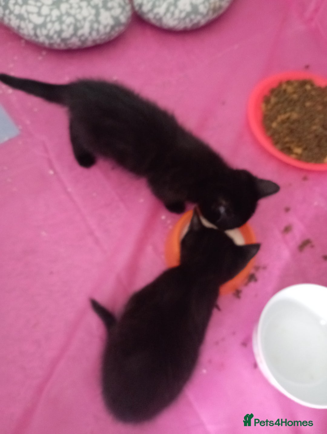 British Shorthair cats for sale: 3 black female kittens for sale - Image 2
