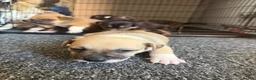 Staffordshire Bull Terrier dogs for sale: Staffy pups  - Advert 9