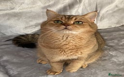 British Shorthair cats for sale: GCCF reg Golden BSH kittens - Advert 11