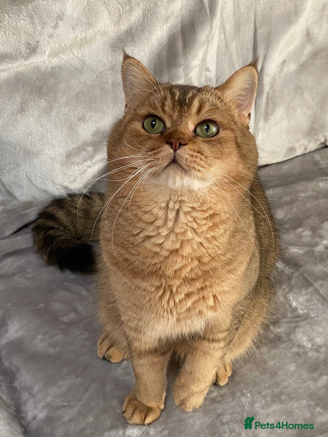 British Shorthair cats for sale: GCCF reg Golden BSH kittens - Advert 11