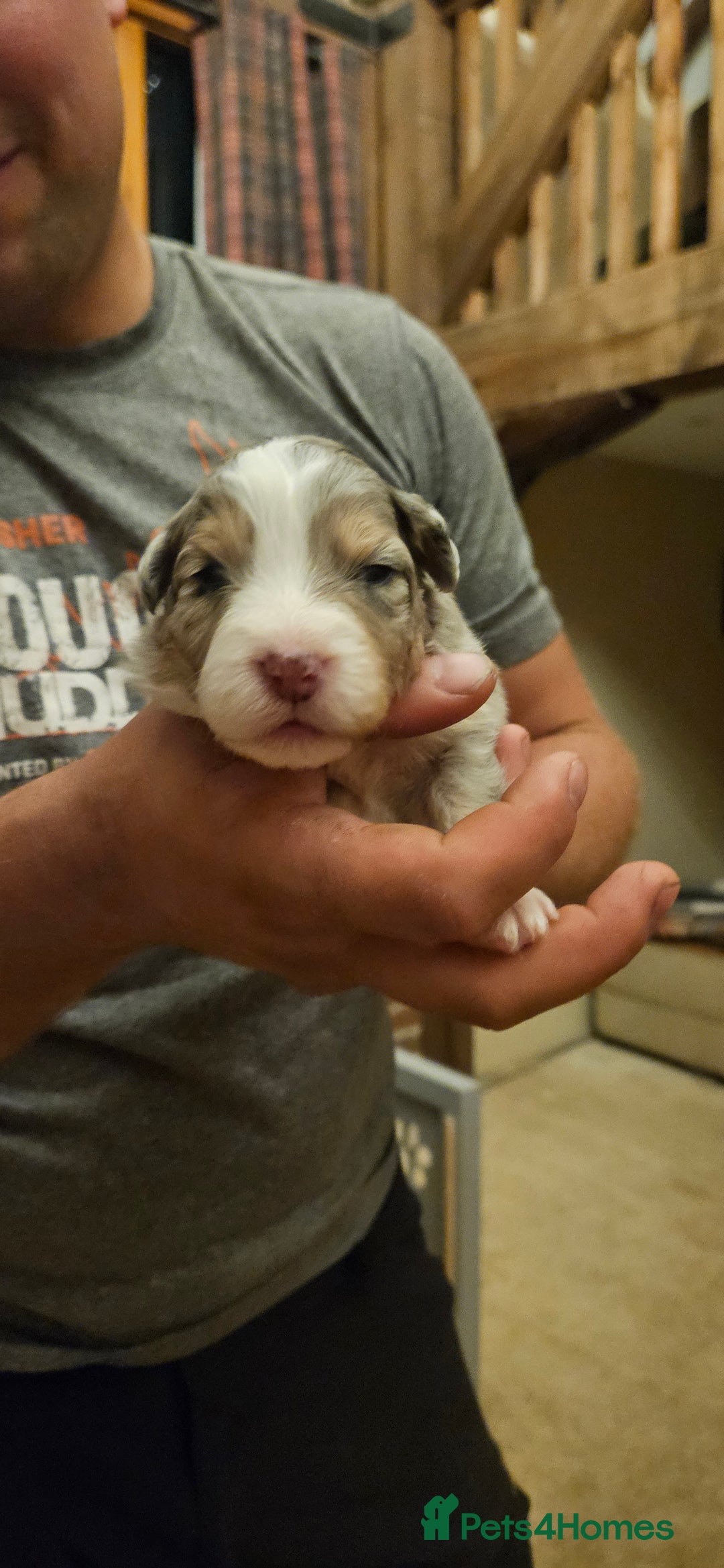 Australian Shepherd dogs for sale: Australian Shepherd Litter  - Image 4