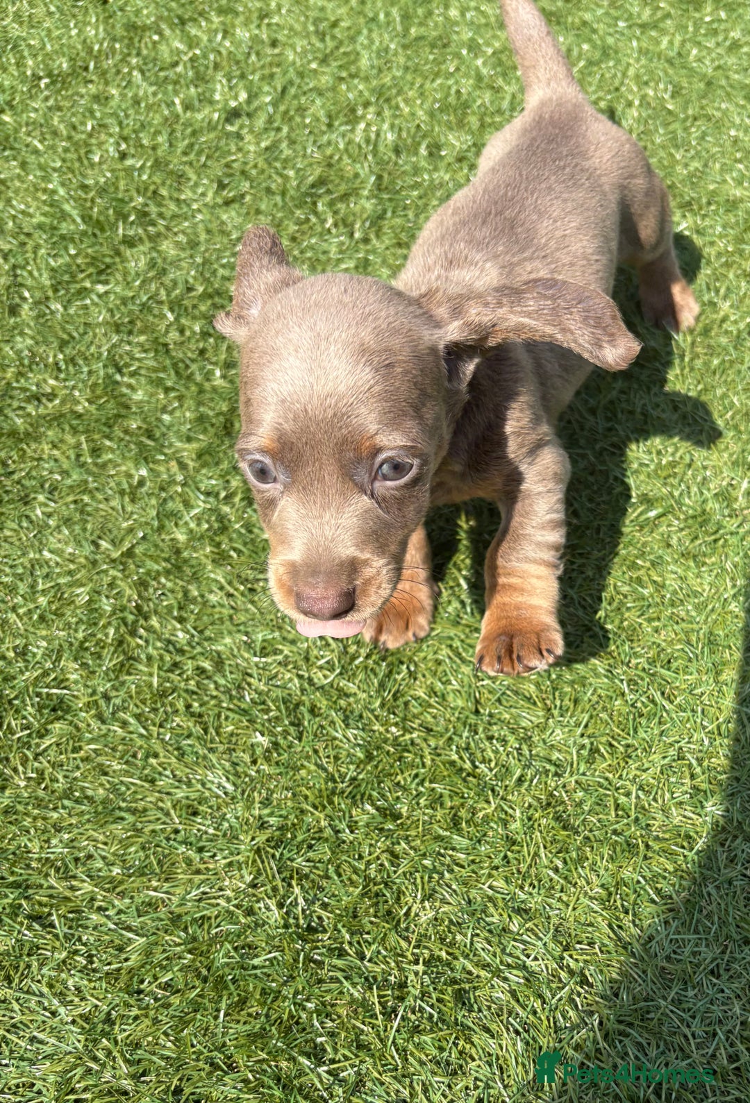 Miniature Dachshund dogs for sale: Kc miniature dachshund  ready now 🐶 in Manchester - Image 4