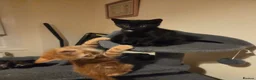Mixed Breed cats for sale: Active, fun, healthy kittens  - Advert 13