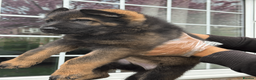 German Shepherd dogs for sale: German Shepherd Puppies Exceptional Bloodlines - Advert 9