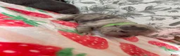 French Bulldog dogs for sale: Gorgeous French bulldog puppy's  in Epsom - Advert 8