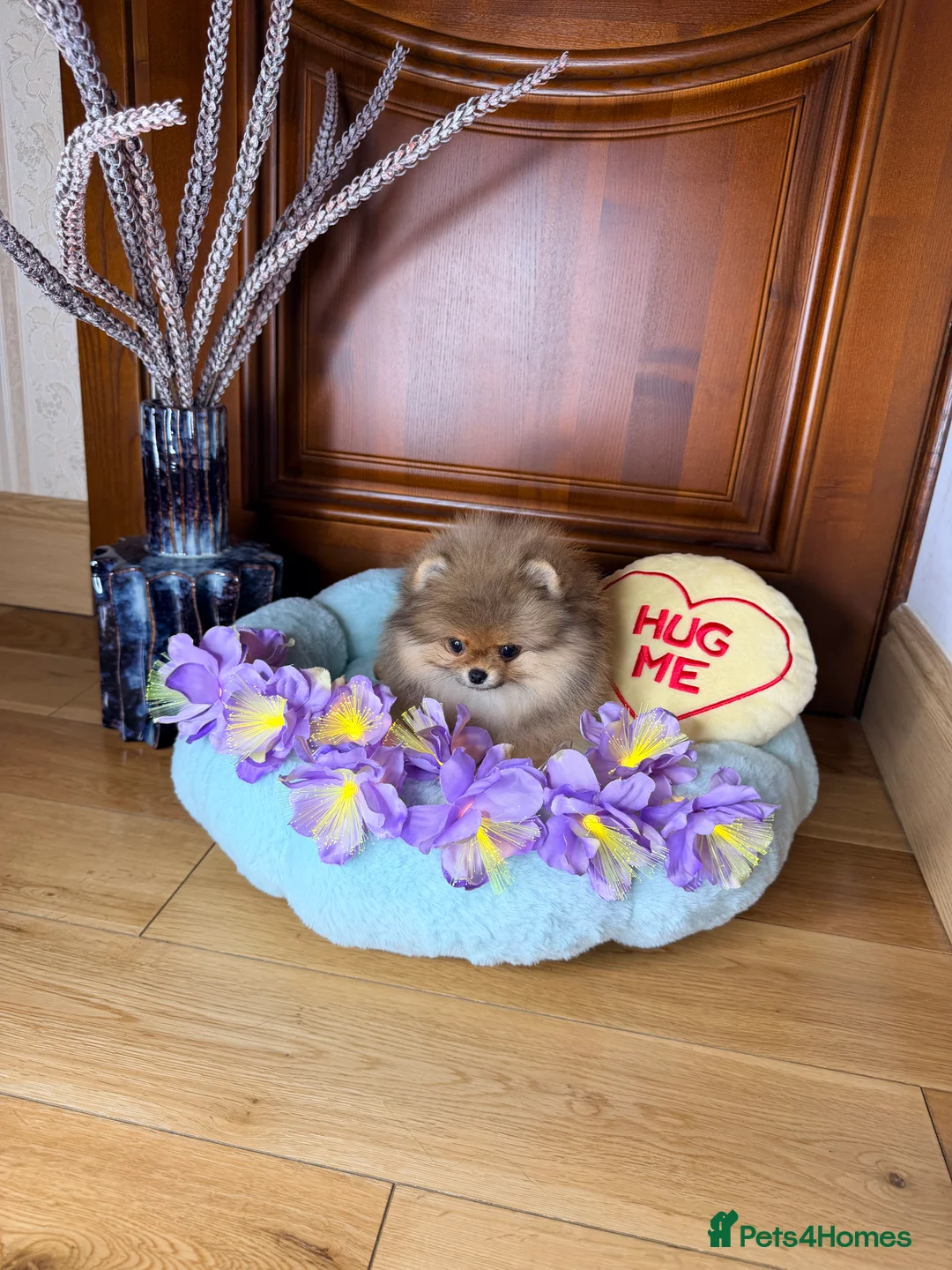 Pomeranian dogs for sale: Orange teddy bear type Pomeranian boy and girl - Advert 29