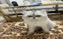 Persian cats for sale: Beautiful White Persian Cat - Image 4