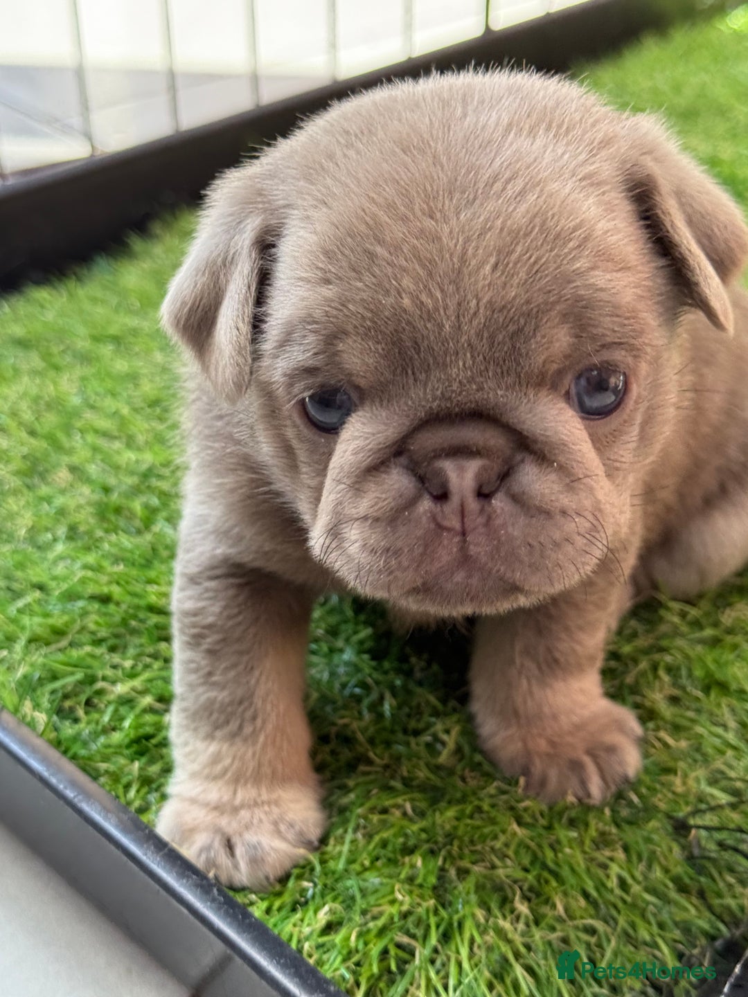 Pug dogs for sale: Stunning litter lilac tans and lilac tan pandas - Image 18