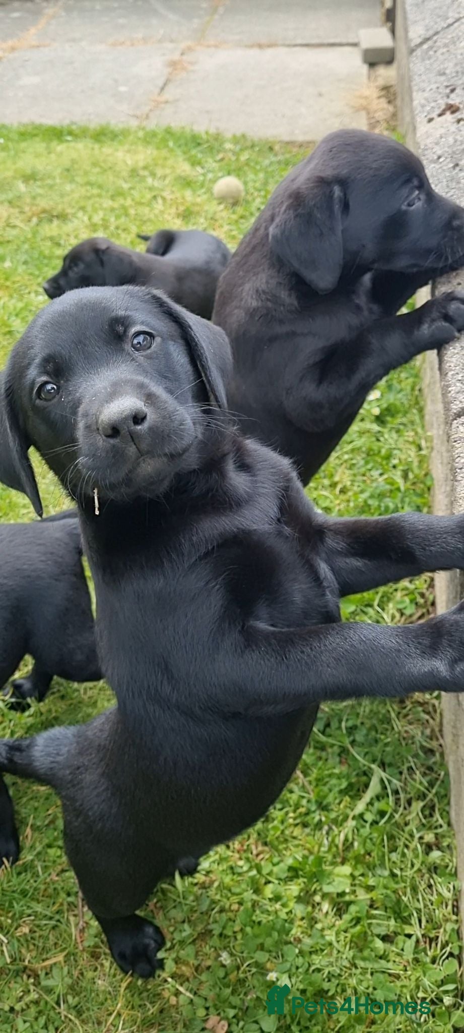 Labrador Retriever dogs Well bred KC registered lab pups - Advert 11