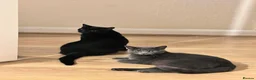 Russian Blue cats for sale: Russian Blue & British Short hair mixed cats in New Malden - Advert 5
