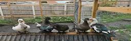 Ducks poultry for sale: POL + Adult Muscovy Hens & Drakes - Advert 8