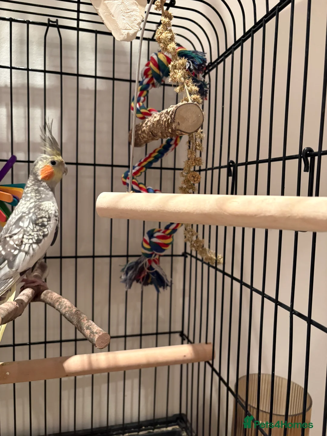 Cockatiels birds for sale: Beautiful male cockatiel  in Woodford Green - Advert 6