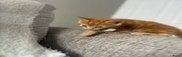 Maine Coon cats for sale: Mainecoon Kittens  - Advert 15