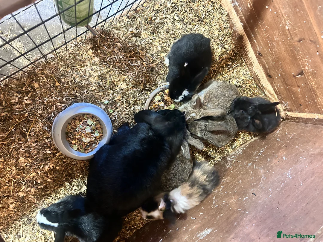 Mini Lion Lop rabbits for sale: 7 mini lop - Advert 8