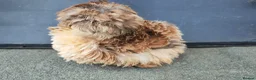 Chickens poultry for sale: USA silkie chicks/ hatching eggs CPQ quails - Advert 24