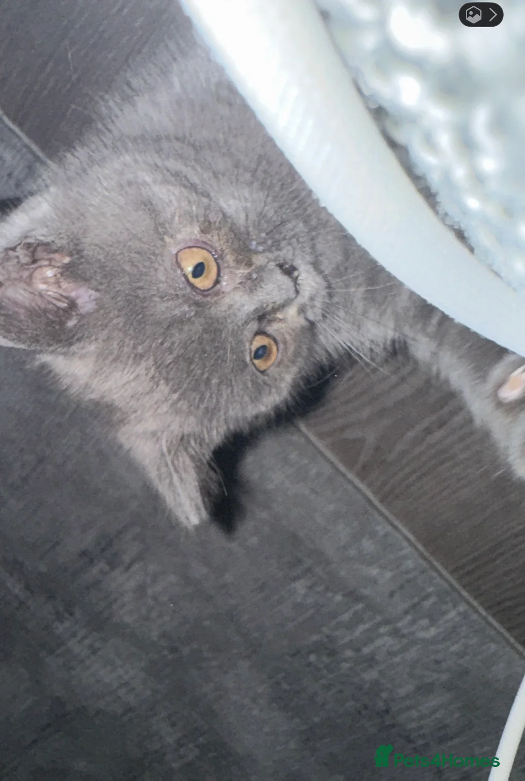 British Shorthair cats for sale:  British Shorthair Kitten Looking for a New Home  in Birmingham - Advert 5