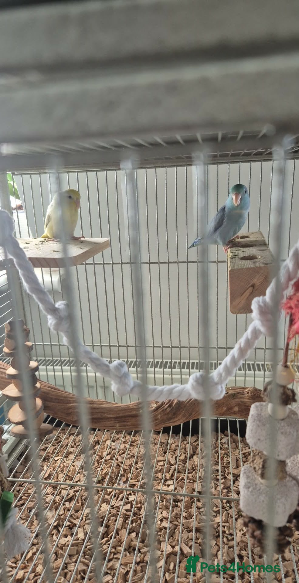 Budgerigars birds Young Male & Female Parrolett - Advert 19