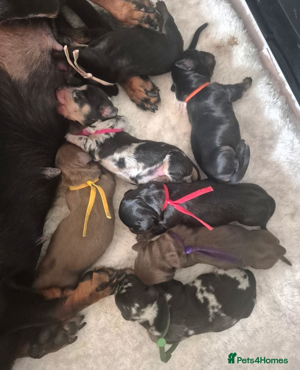 Miniature Dachshund dogs PRA CLEAR MINIATURE DACHSHUND PUPPIES - Advert 6