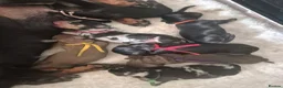 Miniature Dachshund dogs for sale: PRA CLEAR MINIATURE DACHSHUND PUPPIES - Advert 2