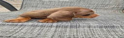 Dachshund dogs for sale: Dachshund puppies 8wks - Advert 3