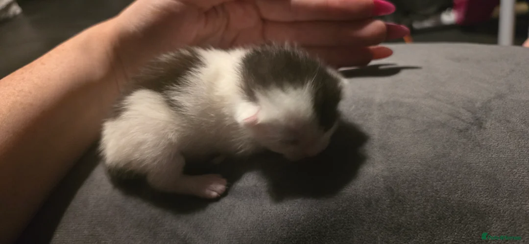 Mixed Breed cats for sale: Kittens for sale - Advert 2