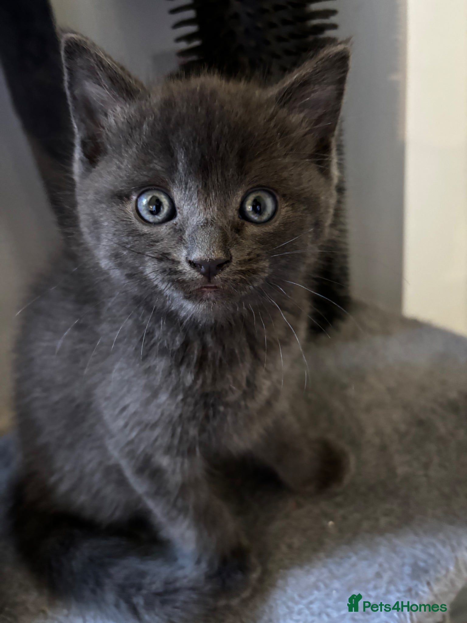 Mixed Breed cats 2 Russian blue X Ragdoll kittens left!! - Advert 7