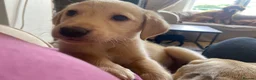 Mixed Breed dogs for sale: Lurcher puppies ready for forever homes - Advert 16