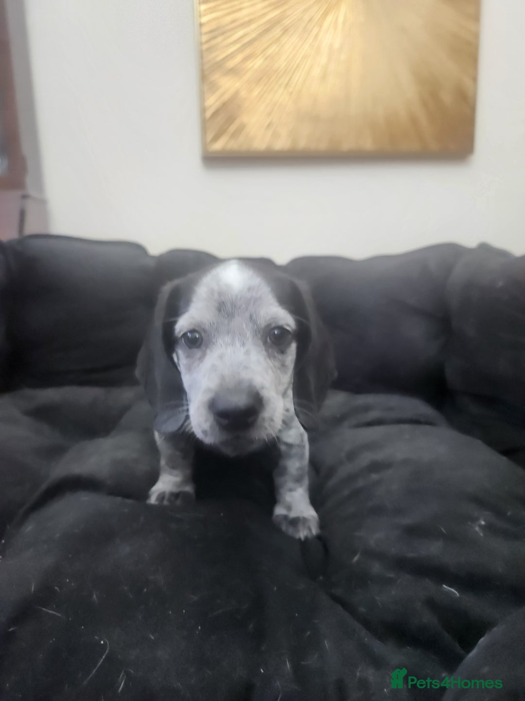 Dachshund dogs for sale: Stunning Dachshund Puppies  - Image 5