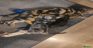 Bengal cats - Advert 13