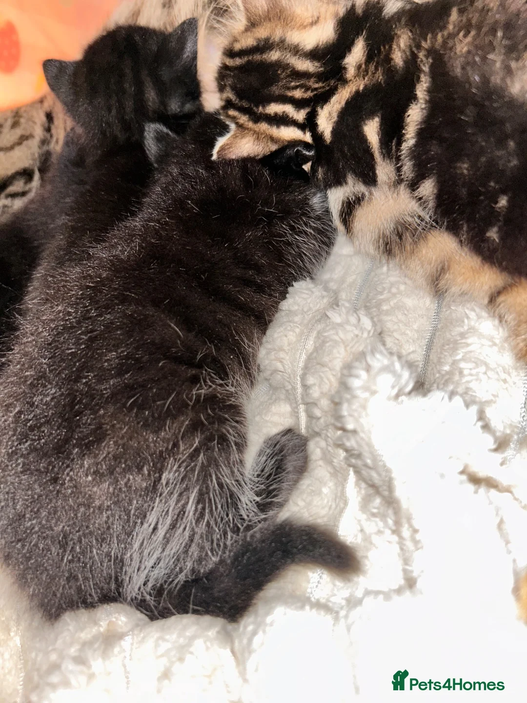 Mixed Breed cats for sale: Bengal mix kittens  - Advert 2