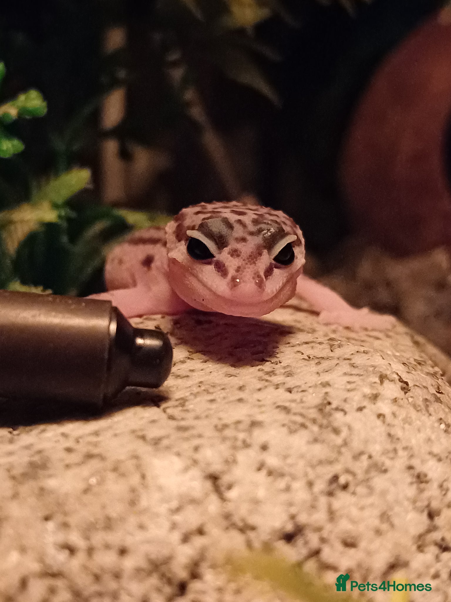Leopard Gecko reptiles Mack Snow Eclipse (Blacknight x Tangerine Cross)  - Advert 2