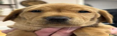 Labrador Retriever 4